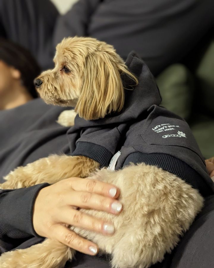 Picture of Dog Hoodie