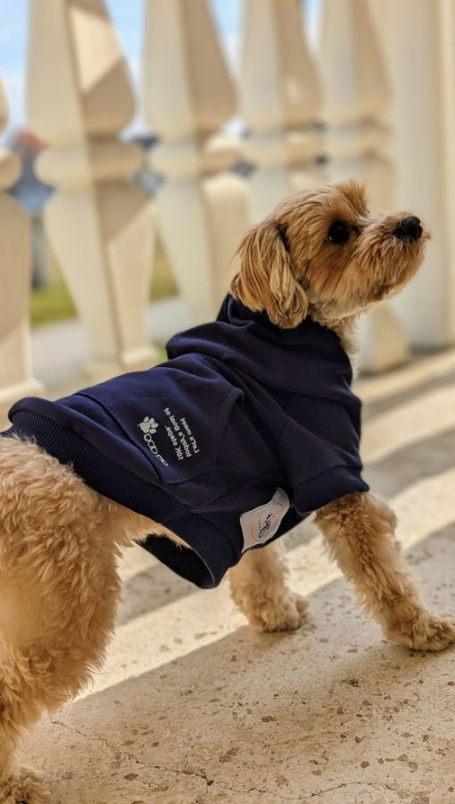 Picture of Dog hoodie - blue